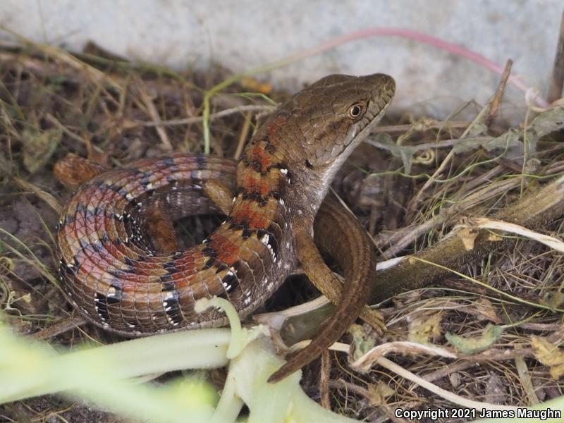 California Alligator Lizard (Elgaria multicarinata multicarinata)