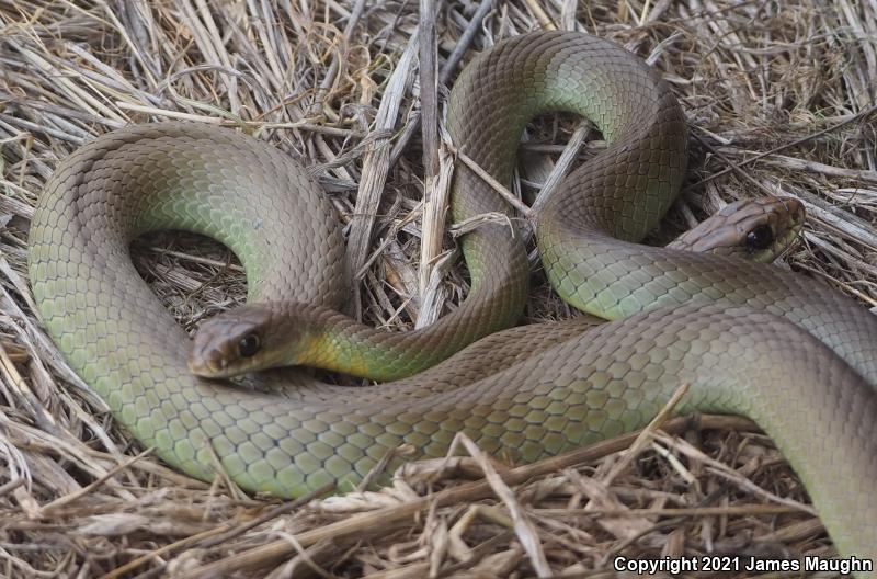 Western Yellow-bellied Racer (Coluber constrictor mormon)