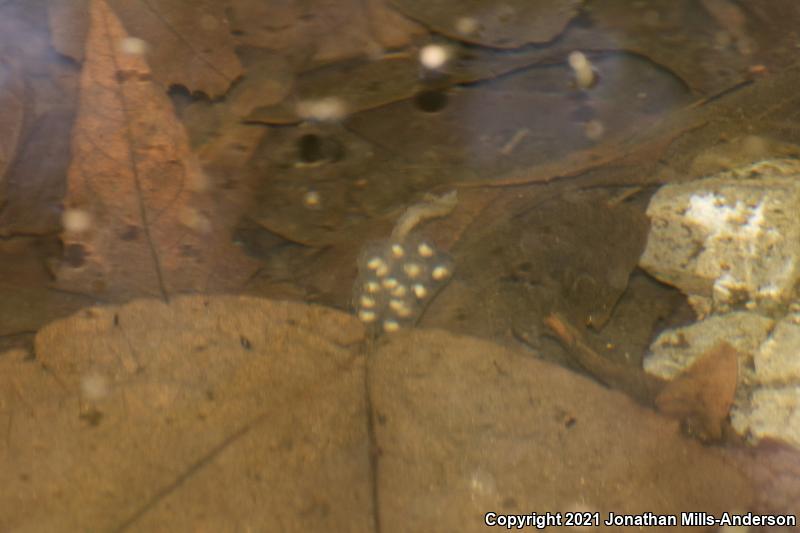 Coast Range Newt (Taricha torosa torosa)