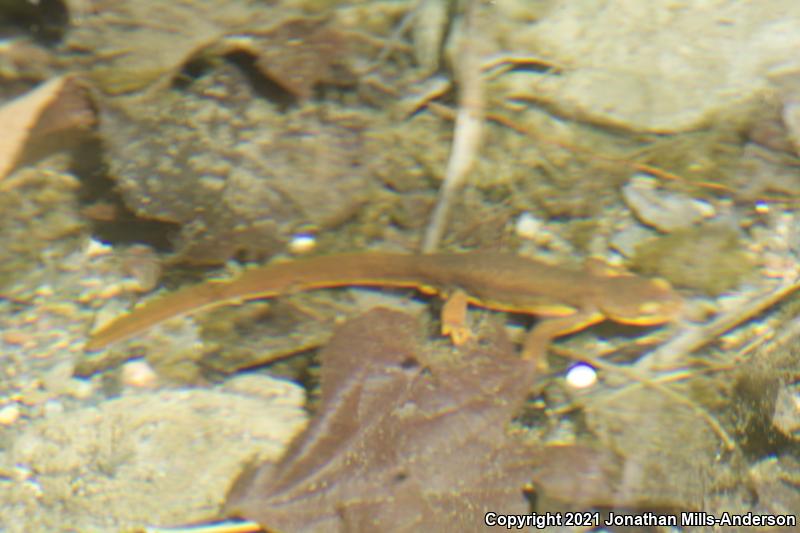 Coast Range Newt (Taricha torosa torosa)