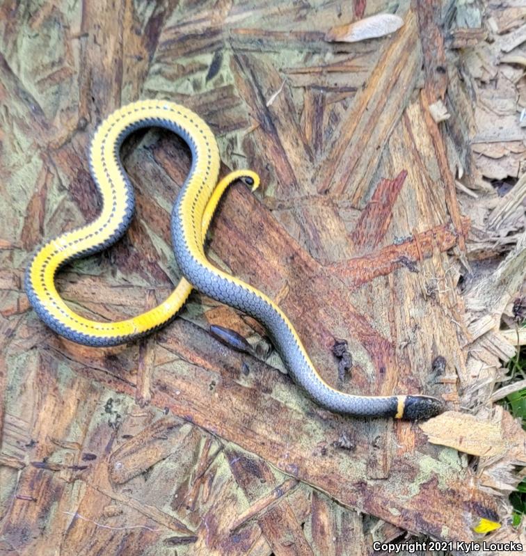 Ring-necked Snake (Diadophis punctatus)