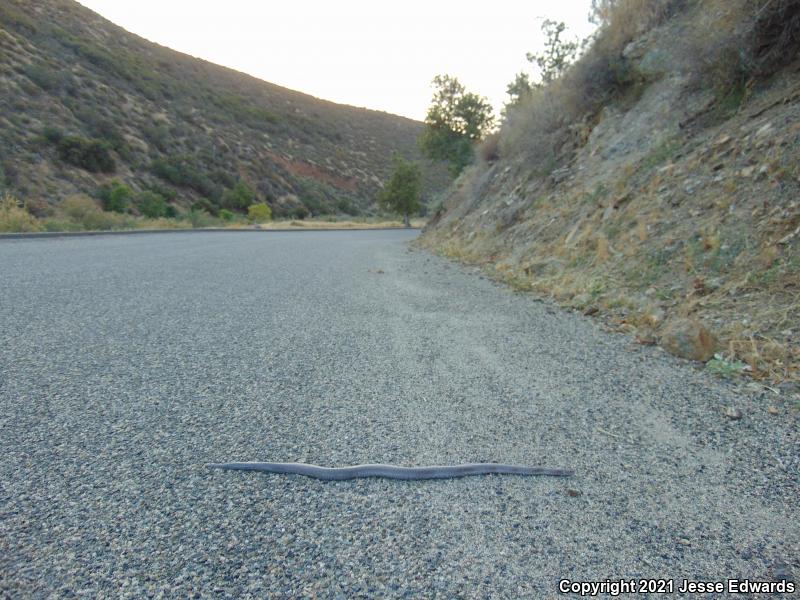 Coastal Rosy Boa (Lichanura trivirgata roseofusca)