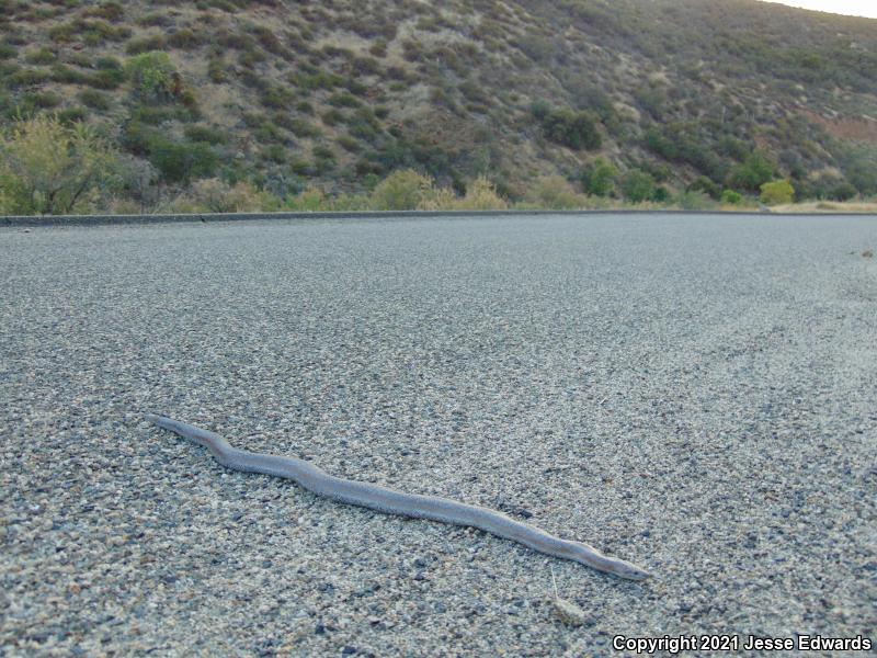 Coastal Rosy Boa (Lichanura trivirgata roseofusca)