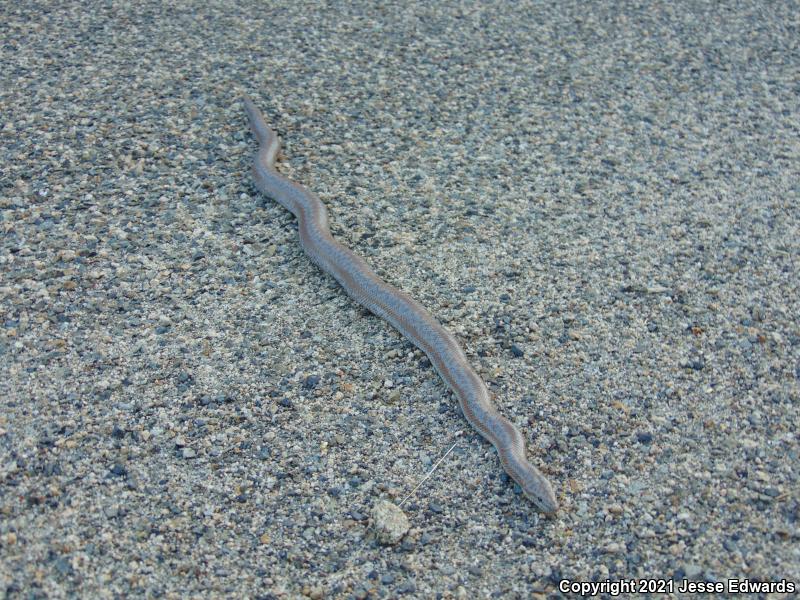 Coastal Rosy Boa (Lichanura trivirgata roseofusca)