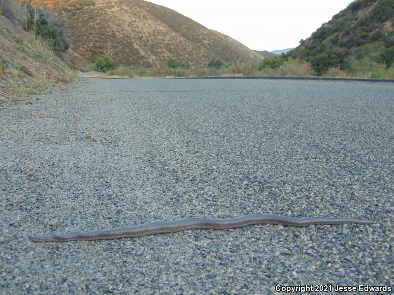 Coastal Rosy Boa (Lichanura trivirgata roseofusca)