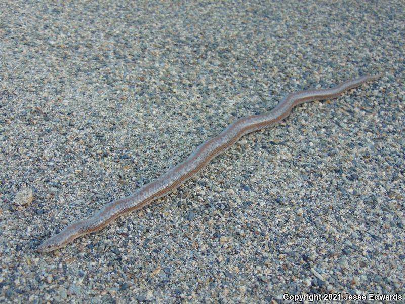 Coastal Rosy Boa (Lichanura trivirgata roseofusca)