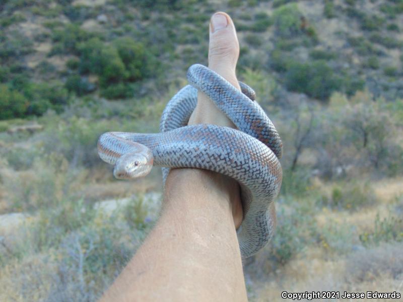 Coastal Rosy Boa (Lichanura trivirgata roseofusca)