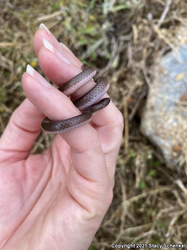 Eastern Wormsnake (Carphophis amoenus)