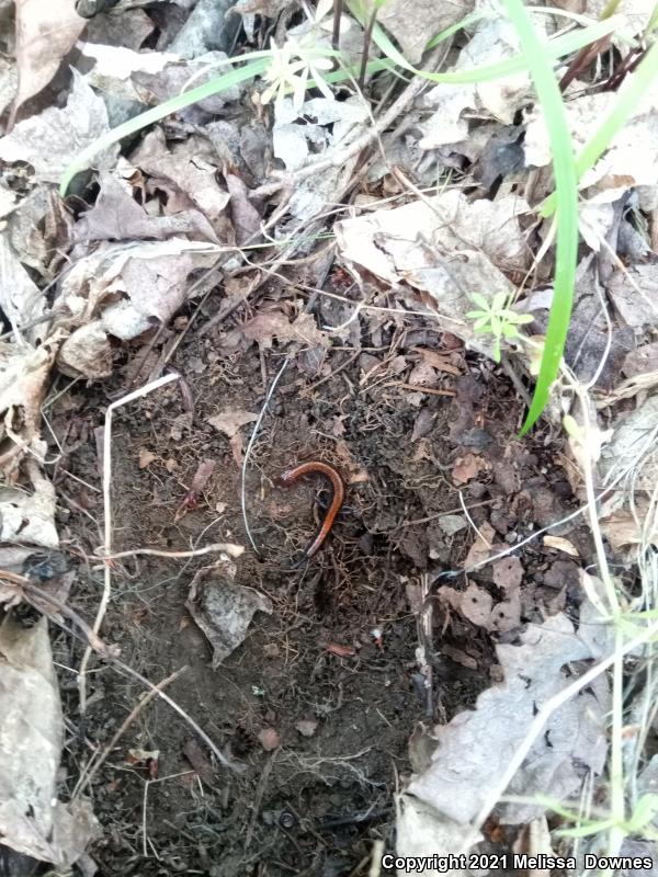 Eastern Red-backed Salamander (Plethodon cinereus)