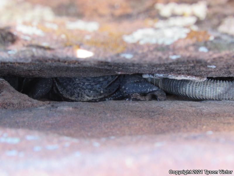 Common Chuckwalla (Sauromalus ater)