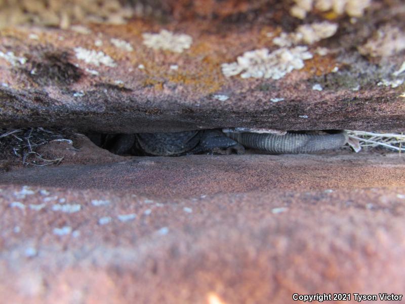 Common Chuckwalla (Sauromalus ater)