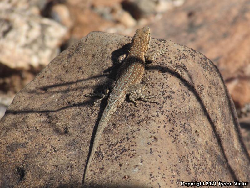 Western Side-blotched Lizard (Uta stansburiana elegans)