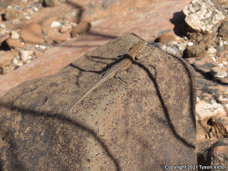 Western Side-blotched Lizard (Uta stansburiana elegans)