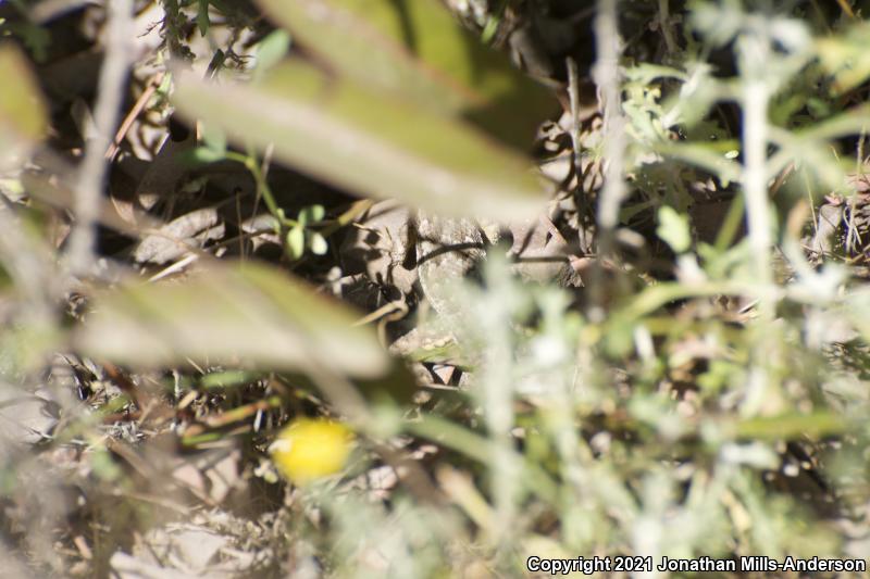 Great Basin Fence Lizard (Sceloporus occidentalis longipes)