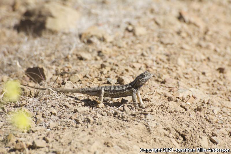 Great Basin Fence Lizard (Sceloporus occidentalis longipes)