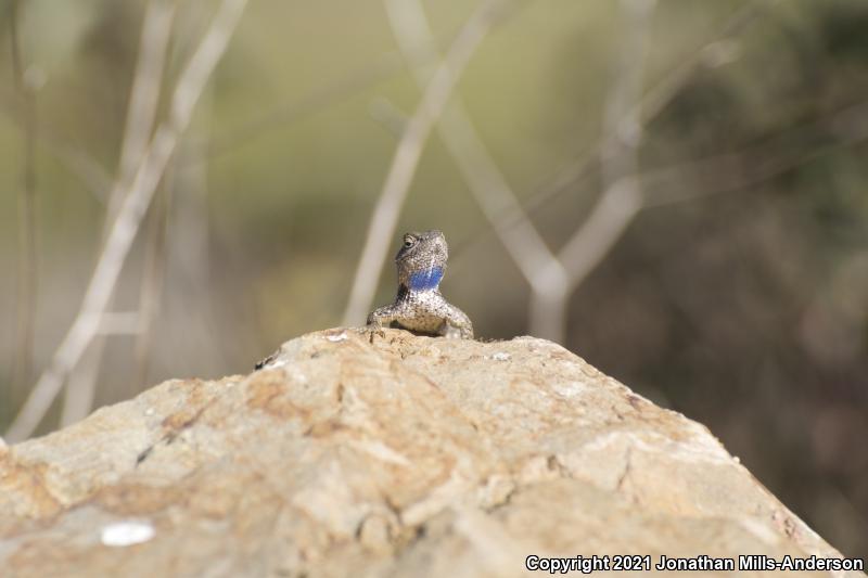 Great Basin Fence Lizard (Sceloporus occidentalis longipes)