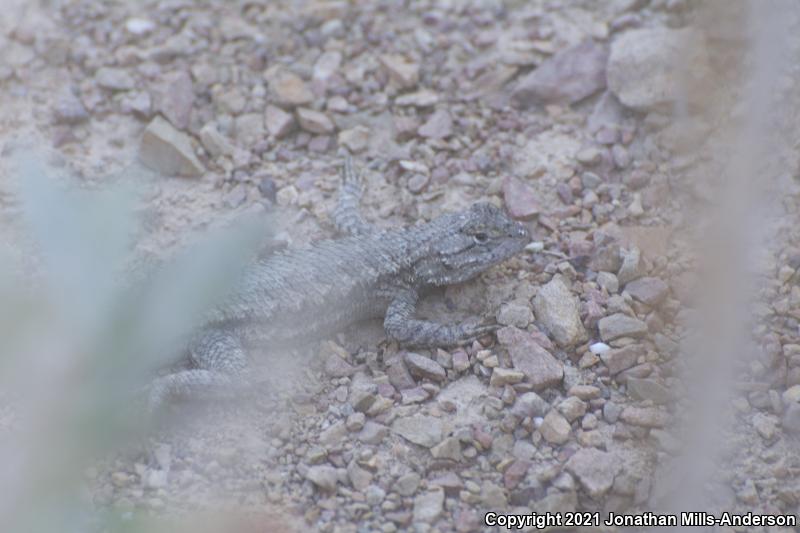 Great Basin Fence Lizard (Sceloporus occidentalis longipes)