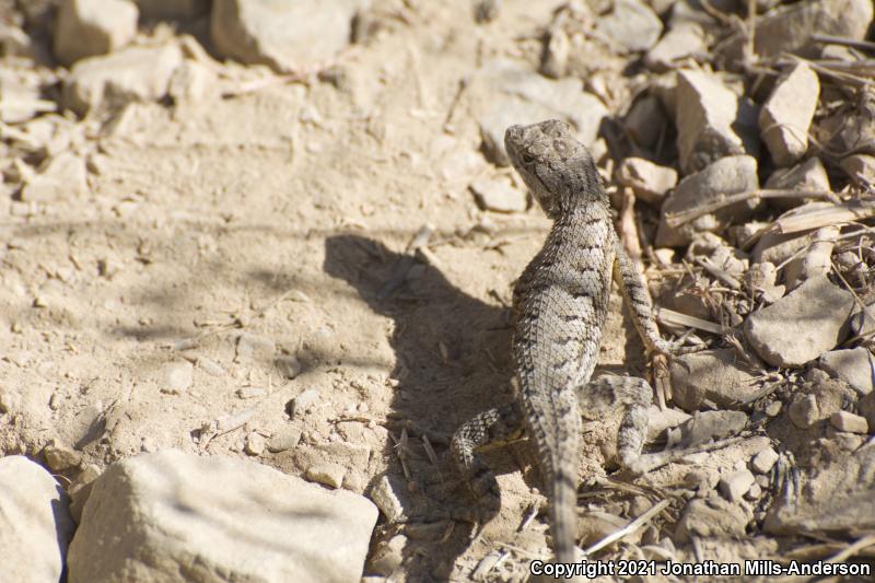 Great Basin Fence Lizard (Sceloporus occidentalis longipes)