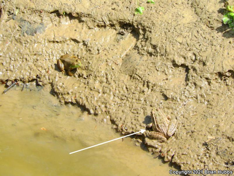 Plains Leopard Frog (Lithobates blairi)