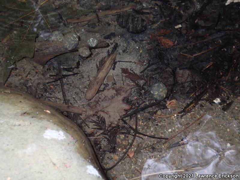 Coast Range Newt (Taricha torosa torosa)