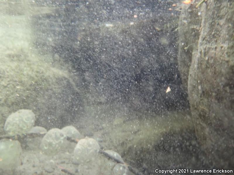 Coast Range Newt (Taricha torosa torosa)