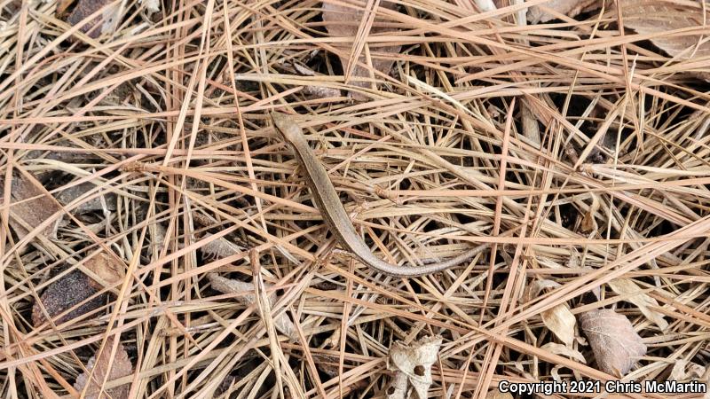 Little Brown Skink (Scincella lateralis)