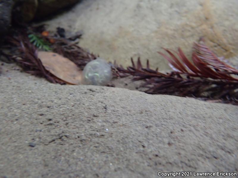 Coast Range Newt (Taricha torosa torosa)
