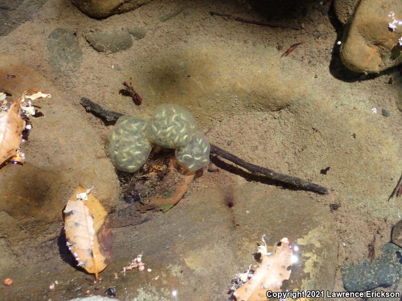 Coast Range Newt (Taricha torosa torosa)