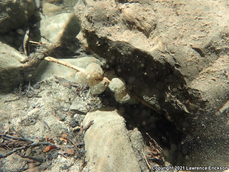 Coast Range Newt (Taricha torosa torosa)