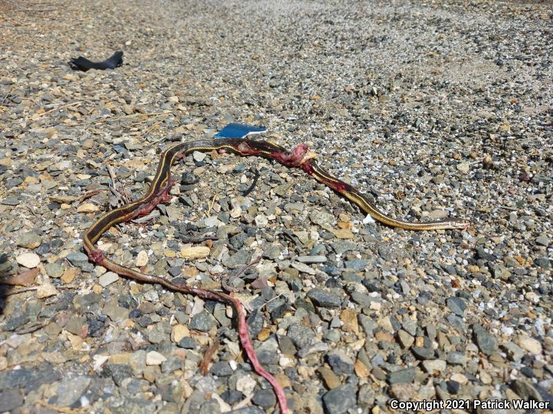 California Striped Racer (Coluber lateralis lateralis)