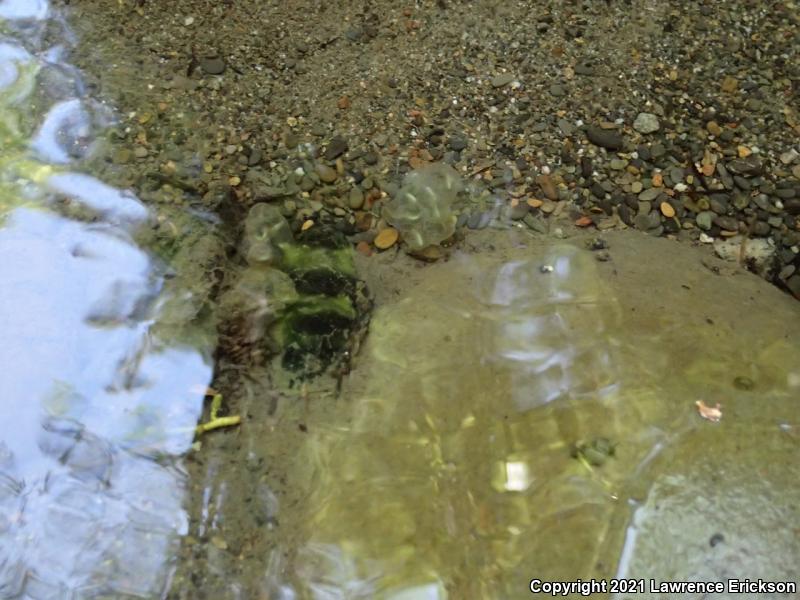 Coast Range Newt (Taricha torosa torosa)