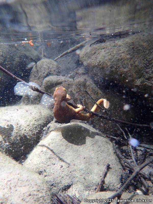 Coast Range Newt (Taricha torosa torosa)