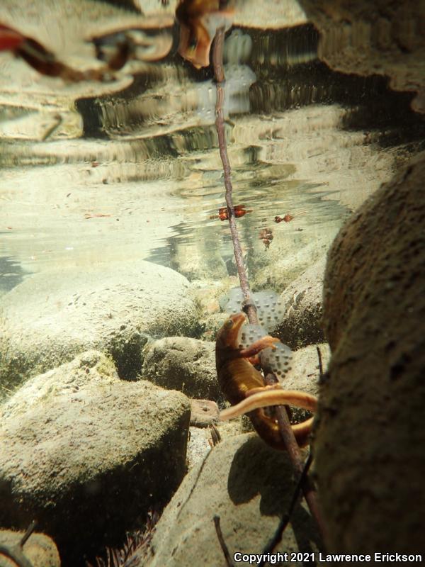 Coast Range Newt (Taricha torosa torosa)