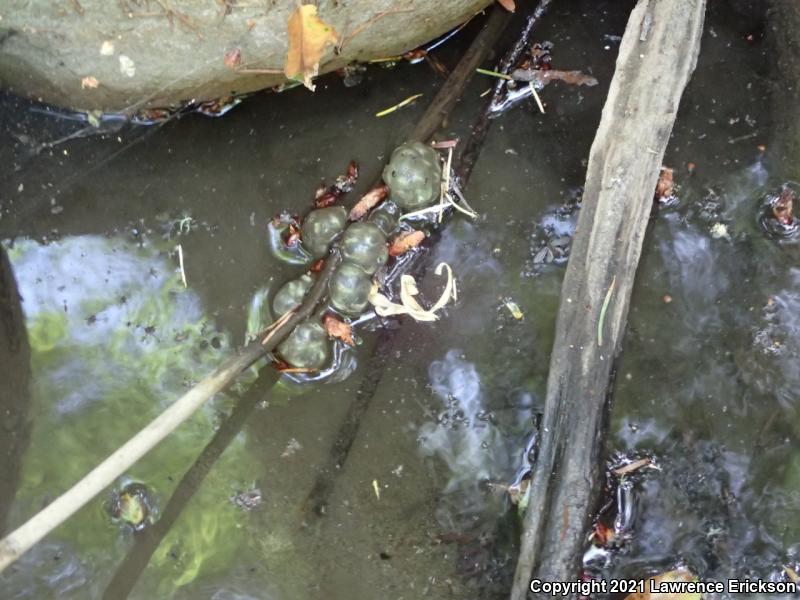 Coast Range Newt (Taricha torosa torosa)