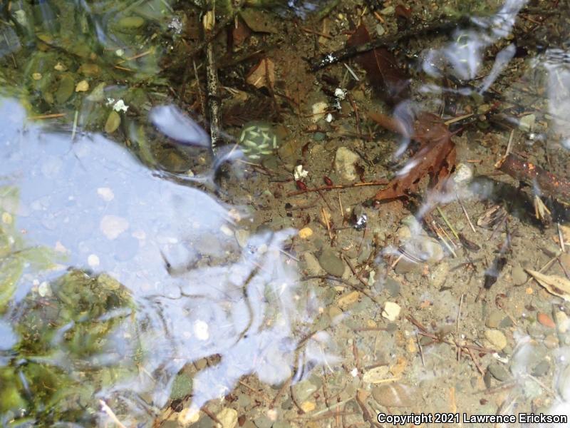 Coast Range Newt (Taricha torosa torosa)