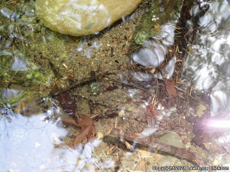 Coast Range Newt (Taricha torosa torosa)