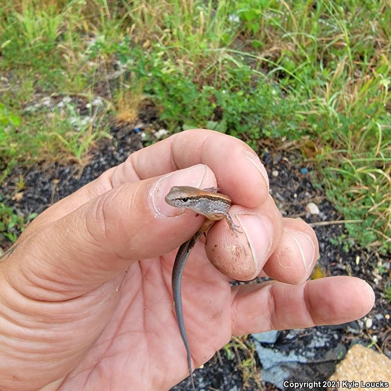 Little Brown Skink (Scincella lateralis)