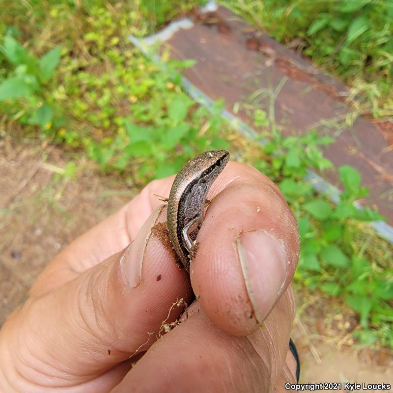 Little Brown Skink (Scincella lateralis)