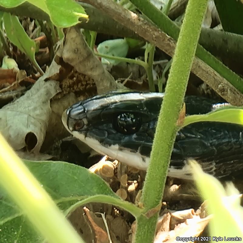 Northern  Black Racer (Coluber constrictor constrictor)