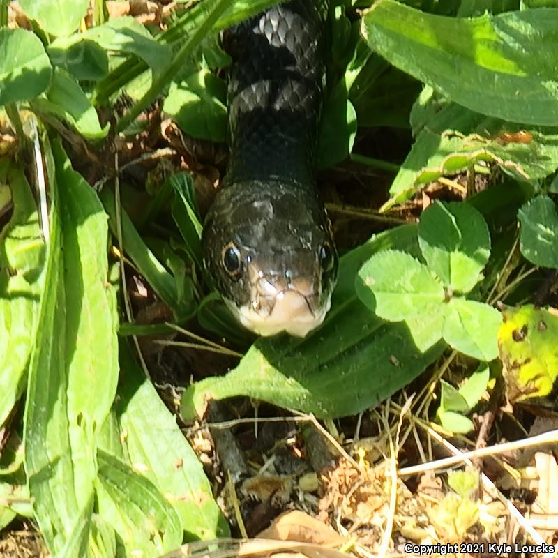 Northern  Black Racer (Coluber constrictor constrictor)