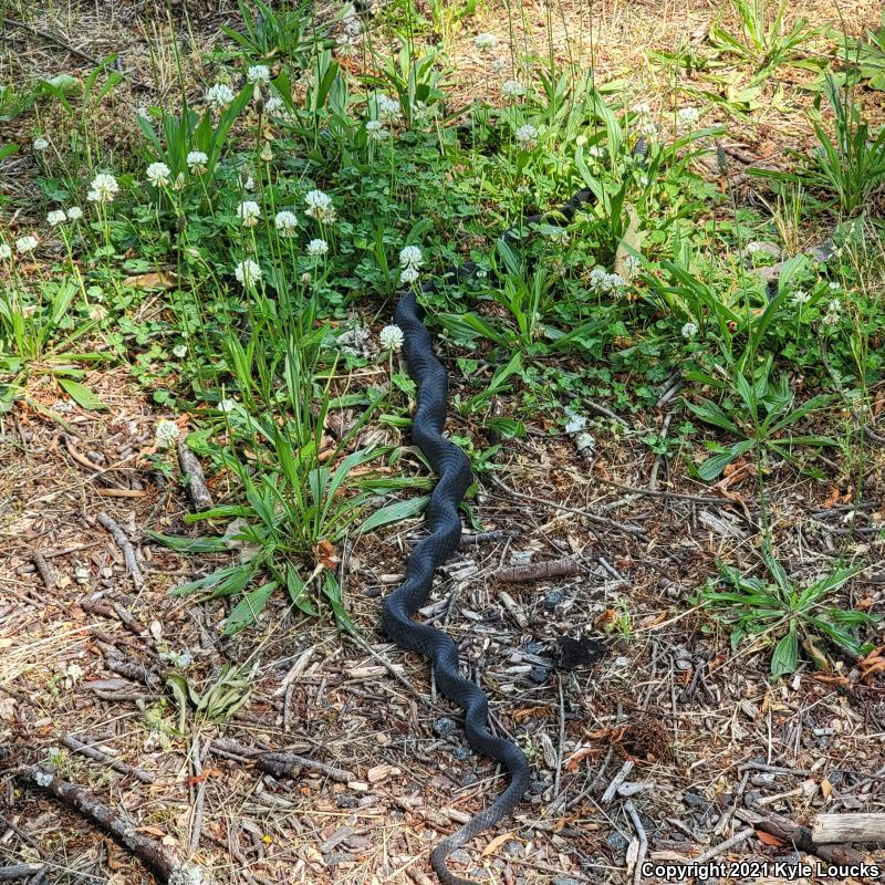 Northern  Black Racer (Coluber constrictor constrictor)