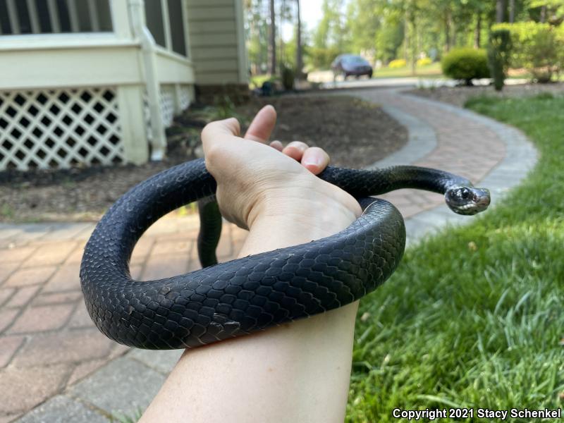 North American Racer (Coluber constrictor)