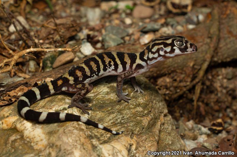 Yucatan Banded Gecko (Coleonyx elegans elegans)