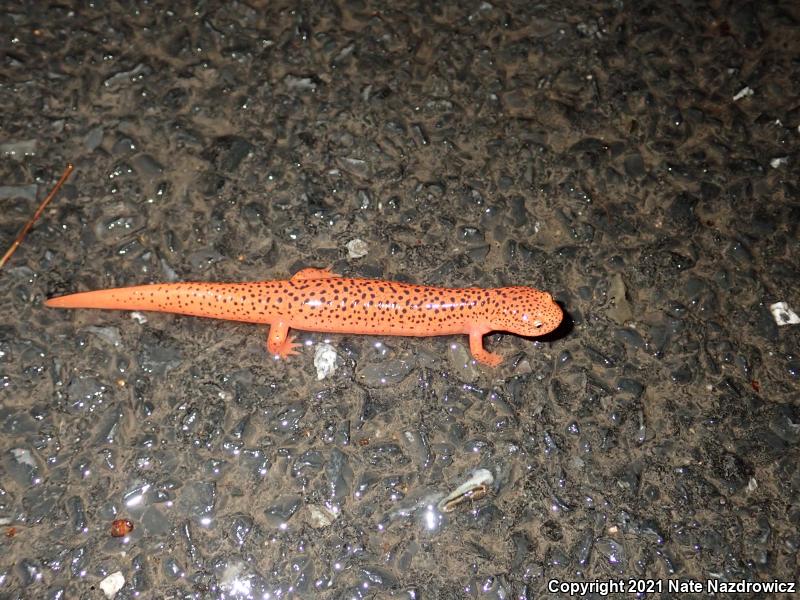 Northern Red Salamander (Pseudotriton ruber ruber)