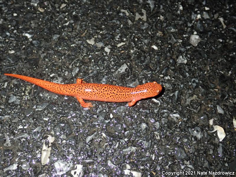 Northern Red Salamander (Pseudotriton ruber ruber)