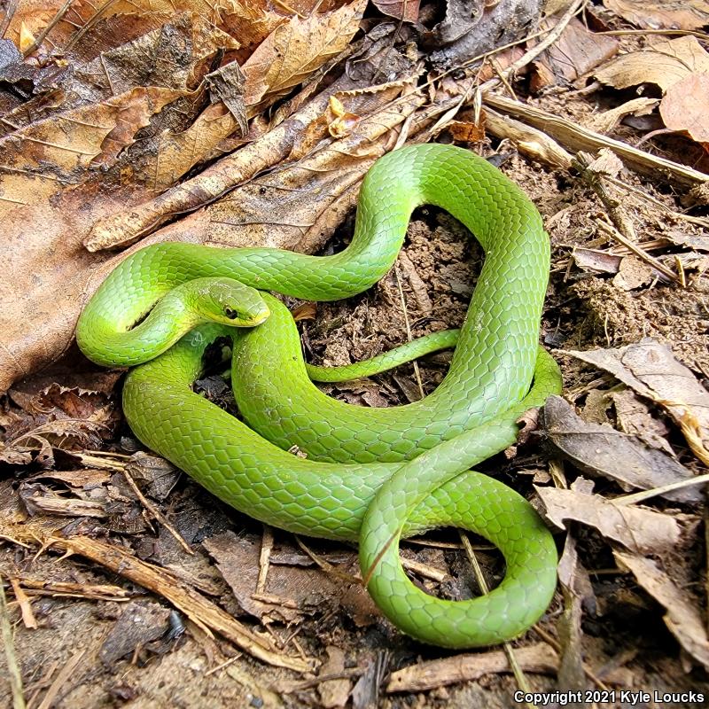 Smooth Greensnake (Opheodrys vernalis)