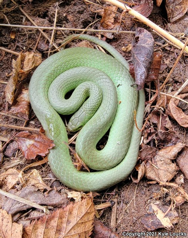 Smooth Greensnake (Opheodrys vernalis)