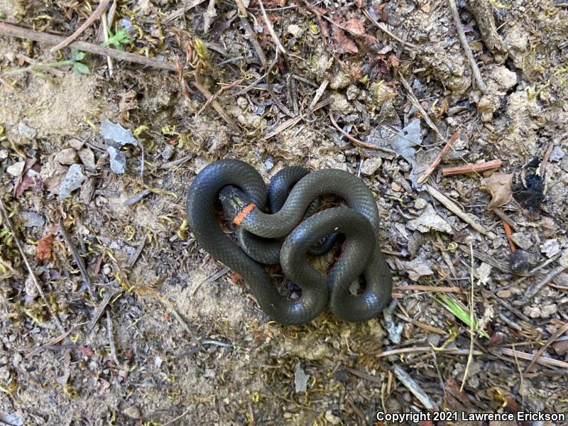 Pacific Ring-necked Snake (Diadophis punctatus amabilis)