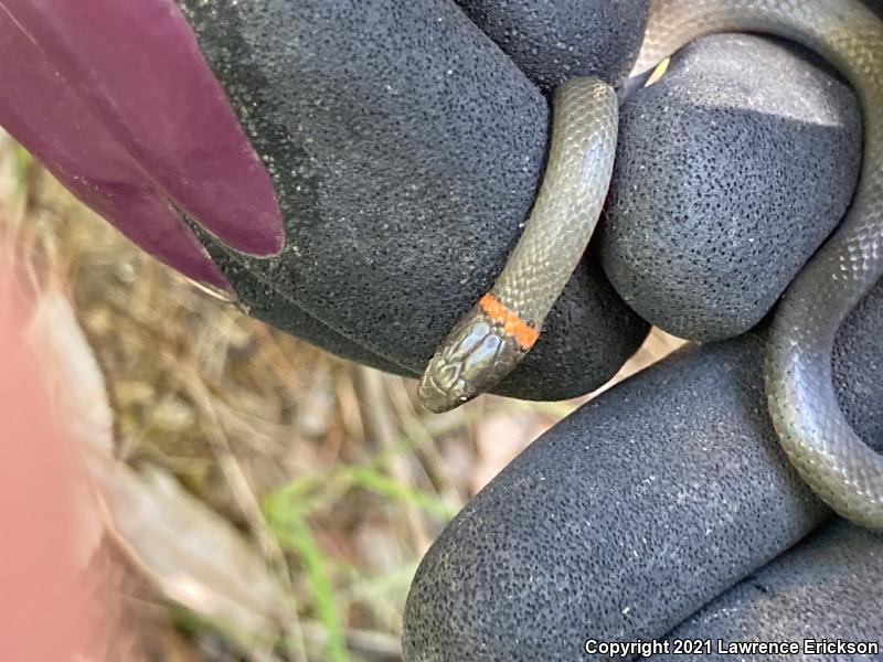 Pacific Ring-necked Snake (Diadophis punctatus amabilis)