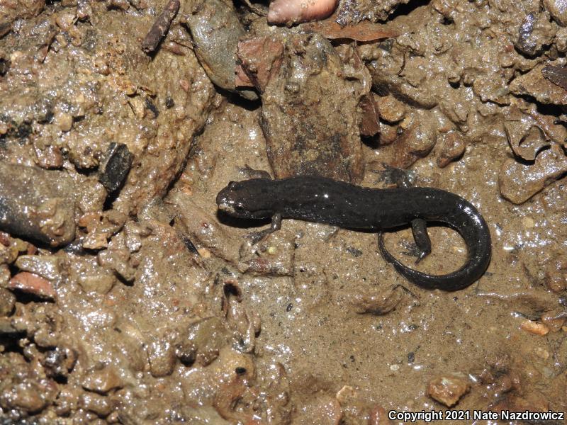 Northern Dusky Salamander (Desmognathus fuscus)